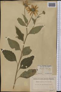 Rudbeckia subtomentosa Pursh, America (AMER) (United States)