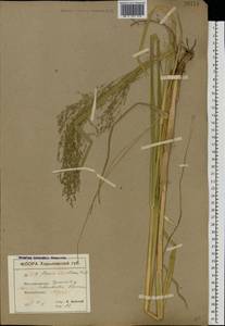 Glyceria arundinacea Kunth, Eastern Europe, South Ukrainian region (E12) (Ukraine)