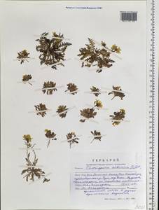 Chorispora sibirica (L.) DC., Siberia, Altai & Sayany Mountains (S2) (Russia)