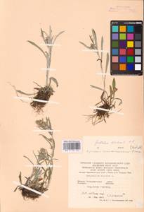 Omalotheca norvegica (Gunnerus) Sch. Bip. & F. W. Schultz, Eastern Europe, West Ukrainian region (E13) (Ukraine)
