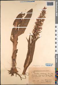 Dactylorhiza incarnata subsp. cilicica (Klinge) H.Sund., Middle Asia, Western Tian Shan & Karatau (M3) (Kyrgyzstan)