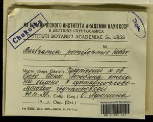 Bartramia pomiformis Hedw., Bryophytes, Bryophytes - Chukotka & Kamchatka (B21) (Russia)