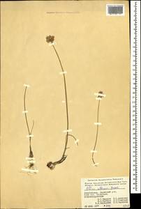 Allium rubellum M.Bieb., Caucasus, Azerbaijan (K6) (Azerbaijan)