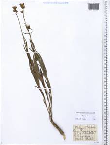 Asyneuma argutum subsp. argutum, Middle Asia, Pamir & Pamiro-Alai (M2) (Tajikistan)