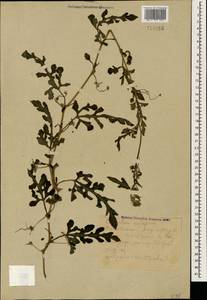 Citrullus lanatus (Thunb.) Matsumura & Nakai, Caucasus, Dagestan (K2) (Russia)