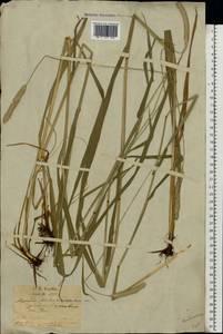 Alopecurus pratensis × arundinaceus, Eastern Europe, Latvia (E2b) (Latvia)