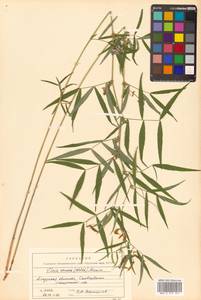 Vicia venosa (Willd. ex Link) Maxim., Siberia, Russian Far East (S6) (Russia)