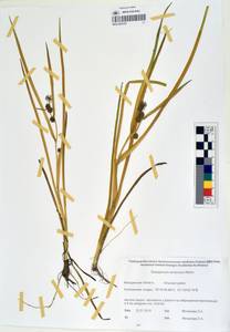 MAG 0003352, Sparganium emersum Rehmann, Siberia, Chukotka & Kamchatka (S7) (Russia)