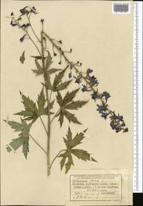 Delphinium elatum L., Middle Asia, Dzungarian Alatau & Tarbagatai (M5) (Kazakhstan)