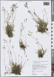 Poa supina Schrad., Siberia, Baikal & Transbaikal region (S4) (Russia)