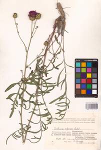 Centaurea adpressa Ledeb., Eastern Europe, Lower Volga region (E9) (Russia)