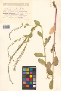 Barbarea stricta Andrz., Eastern Europe, Central forest-and-steppe region (E6) (Russia)