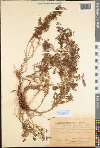 Galium humifusum M.Bieb., Eastern Europe, North Ukrainian region (E11) (Ukraine)