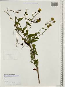 Hieracium virosum Pall., Caucasus, Black Sea Shore (from Novorossiysk to Adler) (K3) (Russia)