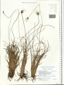 Eriophorum vaginatum L., Eastern Europe, Northern region (E1) (Russia)