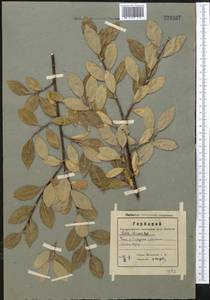 Salix iliensis Regel, Middle Asia, Western Tian Shan & Karatau (M3) (Kazakhstan)