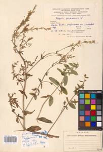 MHA 0 155 659, Nepeta nuda subsp. nuda, Eastern Europe, West Ukrainian region (E13) (Ukraine)