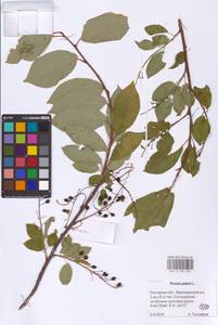 Prunus padus L., Eastern Europe, Rostov Oblast (E12a) (Russia)
