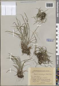 Luzula rufescens Fisch. ex E.Mey., Siberia, Russian Far East (S6) (Russia)