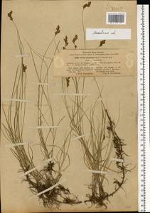 Carex praecox Schreb., Eastern Europe, Moscow region (E4a) (Russia)