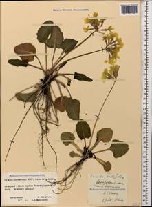 Primula cordifolia Rupr., Caucasus, North Ossetia, Ingushetia & Chechnya (K1c) (Russia)