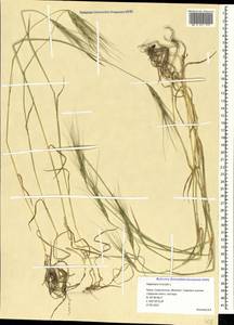 Aegilops triuncialis L., Crimea (KRYM) (Russia)