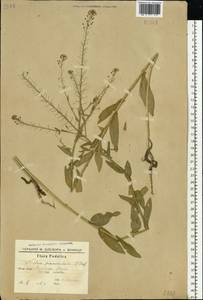Neslia paniculata (L.) Desv., Eastern Europe, South Ukrainian region (E12) (Ukraine)
