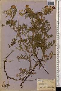 Vicia variegata subsp. variegata, Caucasus, Armenia (K5) (Armenia)