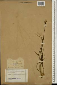Tragopogon reticulatus Boiss. & A. Huet, Caucasus (no precise locality) (K0)