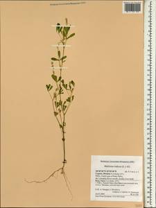 Melilotus indicus (L.)All., South Asia, South Asia (Asia outside ex-Soviet states and Mongolia) (ASIA) (Cyprus)