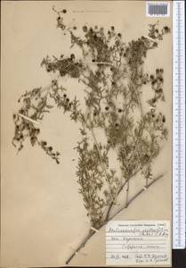 Malacocarpus crithmifolius (Retz.) Fisch. & C. A. Mey., Middle Asia, Caspian Ustyurt & Northern Aralia (M8) (Kazakhstan)