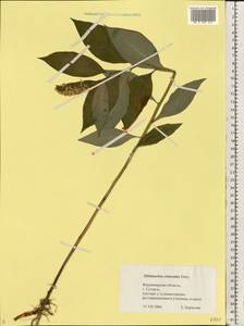 Lysimachia clethroides Duby, Eastern Europe, Central region (E4) (Russia)