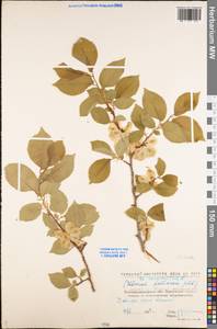 Ulmus minor Mill., Eastern Europe, North Ukrainian region (E11) (Ukraine)