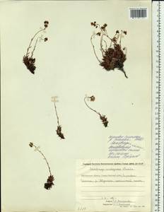 Saxifraga omolojensis A.P. Khokhryakov, Siberia, Chukotka & Kamchatka (S7) (Russia)