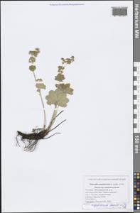Alchemilla argutiserrata H. Lindb. ex Juz., Eastern Europe, Middle Volga region (E8) (Russia)
