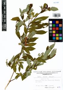 Salix rorida Laksch., Siberia, Baikal & Transbaikal region (S4) (Russia)