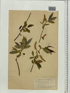 Salix ×rubens Schrank, Eastern Europe, Moscow region (E4a) (Russia)