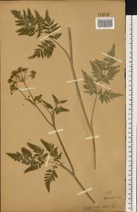 Conioselinum tataricum Hoffm., Eastern Europe, Central forest-and-steppe region (E6) (Russia)