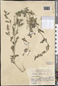 Tribulus terrestris L., South Asia, South Asia (Asia outside ex-Soviet states and Mongolia) (ASIA) (China)