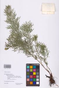 Adonis vernalis L., Eastern Europe, Central forest-and-steppe region (E6) (Russia)