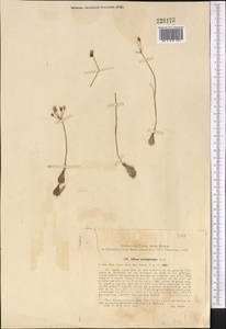 Allium eremoprasum Vved., Middle Asia, Pamir & Pamiro-Alai (M2) (Uzbekistan)