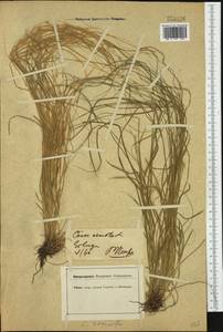 Carex remota L., Western Europe (EUR) (Germany)