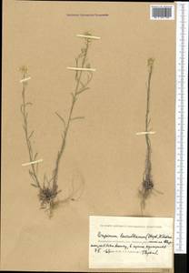 Erysimum leucanthemum (Stephan ex Willd.) B. Fedtsch., Middle Asia, Caspian Ustyurt & Northern Aralia (M8) (Kazakhstan)