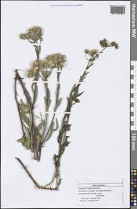Aster amellus L., Eastern Europe, Middle Volga region (E8) (Russia)