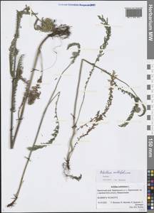 Achillea millefolium L., Siberia, Chukotka & Kamchatka (S7) (Russia)