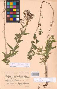 Galium rubioides L., Eastern Europe, Lower Volga region (E9) (Russia)