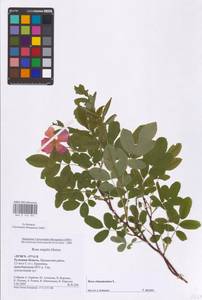 Rosa majalis Herrm., Eastern Europe, Central region (E4) (Russia)