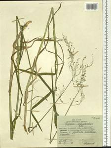Glyceria alnasteretum Kom., Siberia, Russian Far East (S6) (Russia)