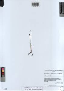 KUZ 002 237, Eleocharis fennica var. sareptana (Zinserl.) Zinserl., Siberia, Altai & Sayany Mountains (S2) (Russia)