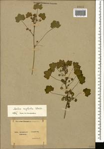 Malva neglecta Wallr., Caucasus, Georgia (K4) (Georgia)
